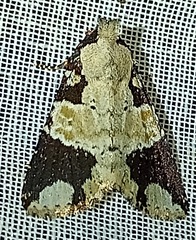 Condica cupentia