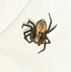 Anyphaena accentuata