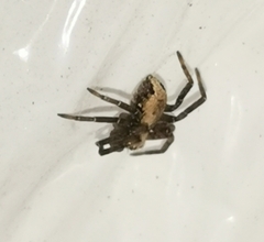 Anyphaena accentuata