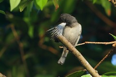 Myzomela cineracea