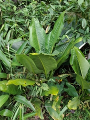 Dieffenbachia