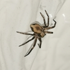 Anyphaena accentuata