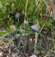 Coprinus