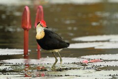 Irediparra gallinacea
