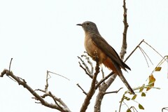 Cacomantis variolosus