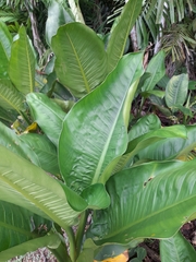 Dieffenbachia