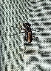 Odontocheila