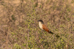 Centropus superciliosus burchellii