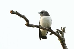 Artamus leucorynchus