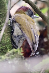 Chloropicus griseocephalus