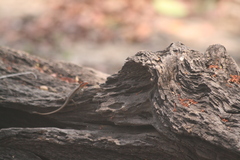 Trachylepis wahlbergii