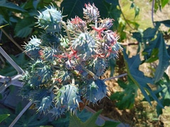 Ricinus communis