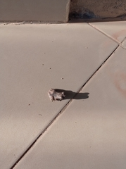 Chiromantis xerampelina