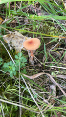 Laccaria laccata