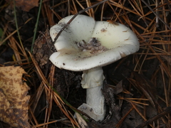 Amanita citrina