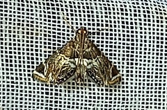 Usingeriessa brunnildalis