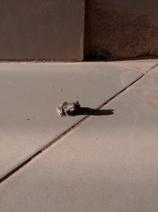 Chiromantis xerampelina