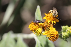 Acmaeodera flavopicta