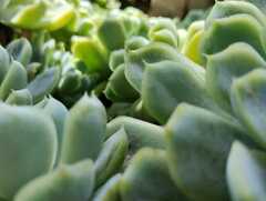 Echeveria elegans