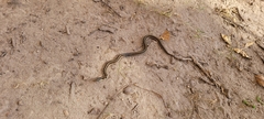Thamnophis sirtalis semifasciatus