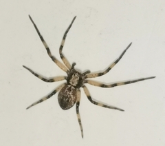 Anyphaena accentuata