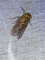 Fulgoridae