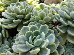 Echeveria elegans
