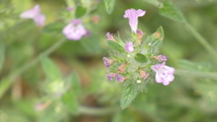 Clinopodium vulgare