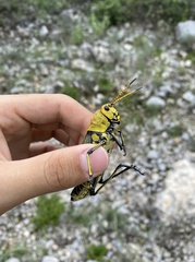 Taeniopoda tamaulipensis