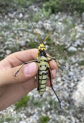 Taeniopoda tamaulipensis