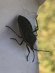 Anasa tristis