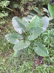 Alocasia macrorrhizos