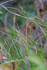 Carex geyeri
