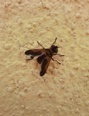 Trichopoda pictipennis