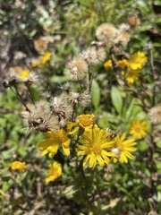 Chrysopsidinae