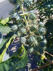 Ricinus communis