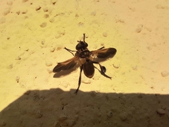 Trichopoda pictipennis