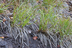 Carex geyeri