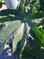 Ricinus communis