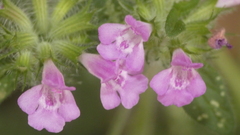 Clinopodium vulgare