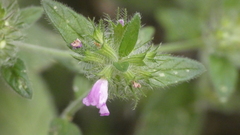 Clinopodium vulgare