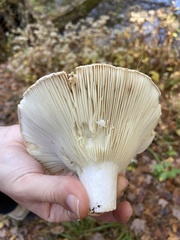 Russula brevipes