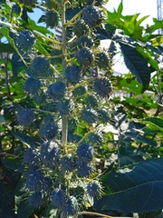 Ricinus communis