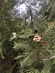 Juniperus excelsa