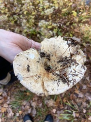 Russula brevipes
