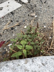 Amaranthus deflexus