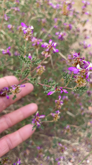 Dalea frutescens