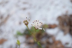 Palafoxia feayi
