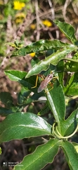 Holhymenia histrio