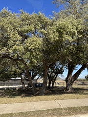 Quercus fusiformis